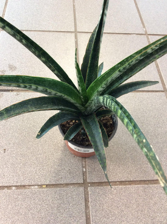 Sansevieria Fernwood Mikado - View 10 from www redcrocus com