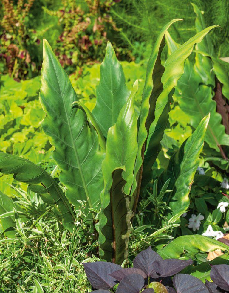 Alocasia Lauterbachiana - View 13 from www redcrocus com