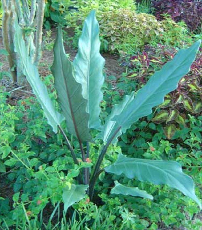 Alocasia Lauterbachiana - View 15 from www redcrocus com