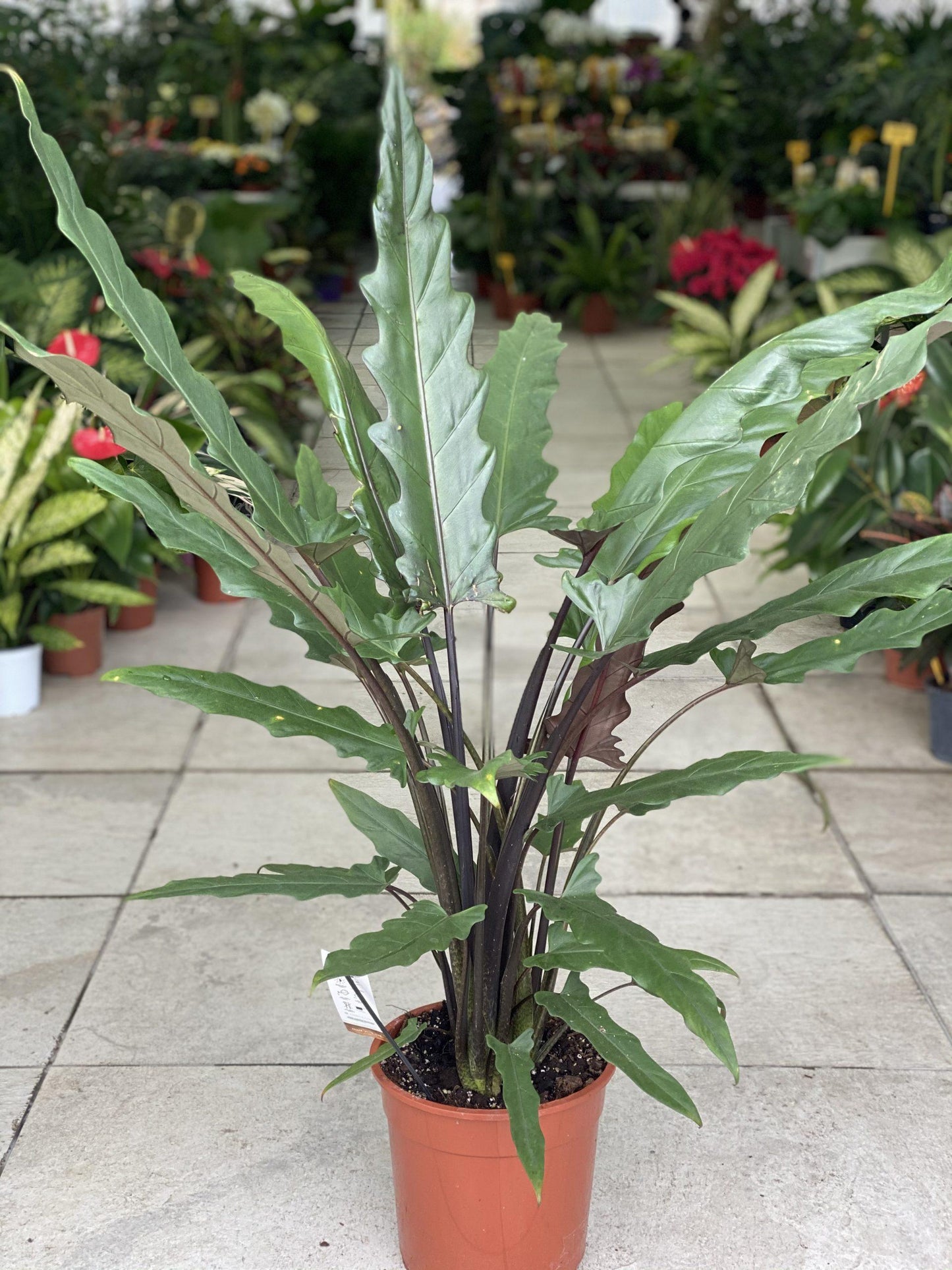 Alocasia Lauterbachiana - View 2 from www redcrocus com