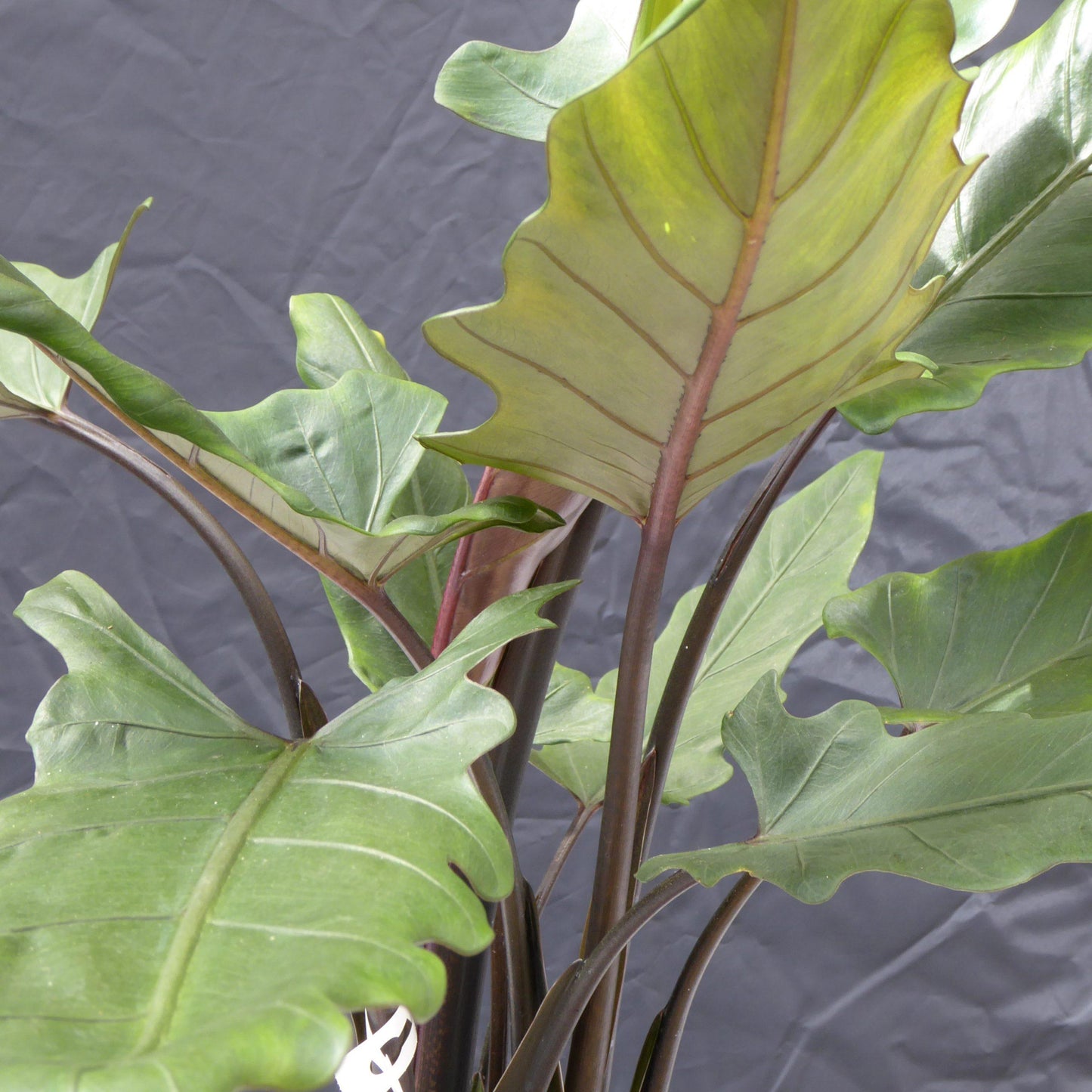 Alocasia Lauterbachiana - View 3 from www redcrocus com
