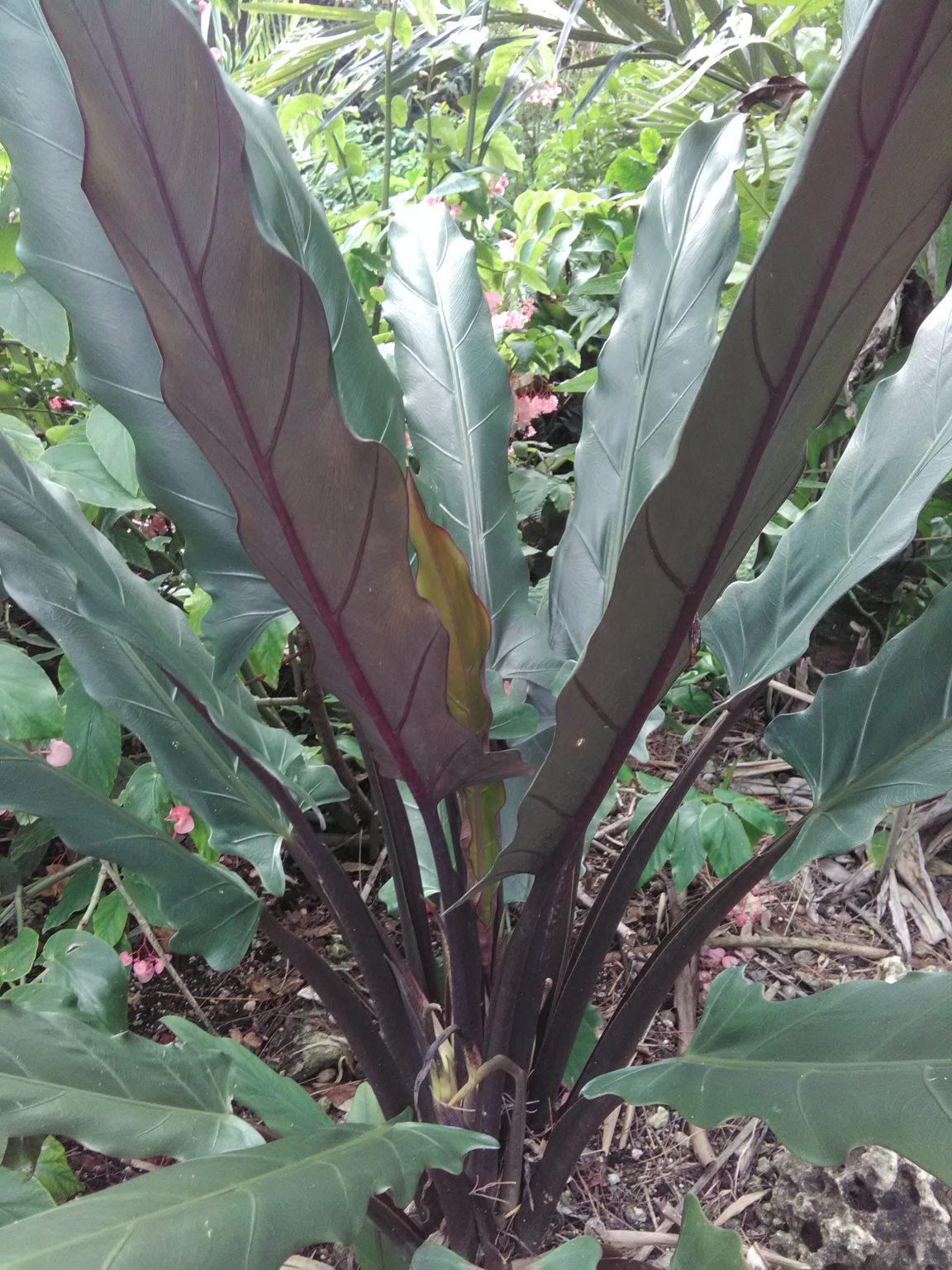 Alocasia Lauterbachiana - View 9 from www redcrocus com