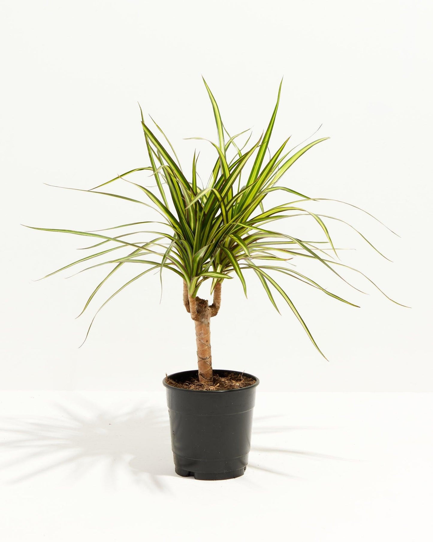 Dracaena Marginata Ray Of Sunshine - View 10 from www redcrocus com