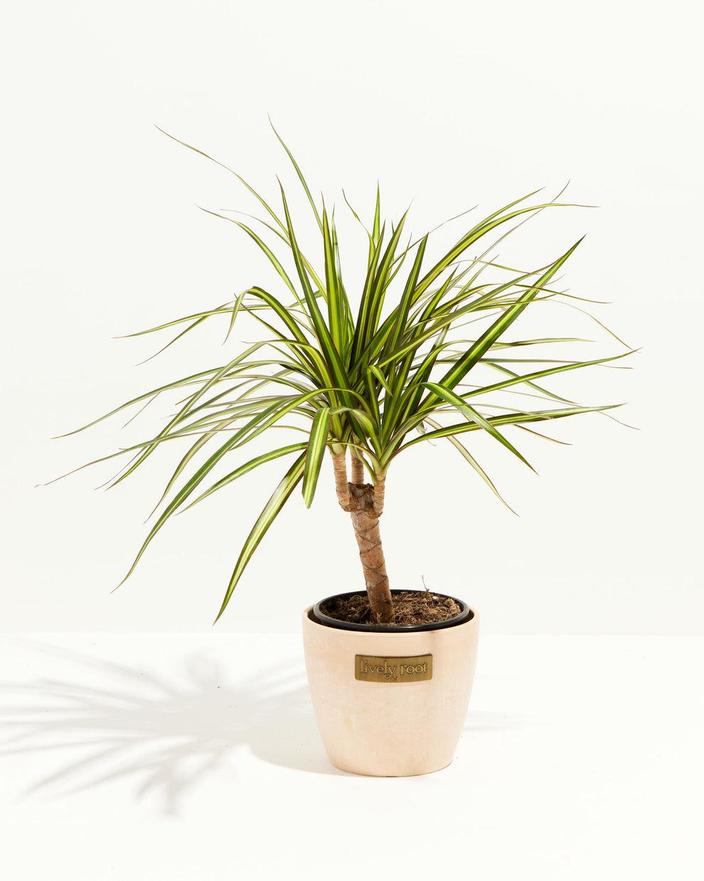 Dracaena Marginata Ray Of Sunshine - View 15 from www redcrocus com
