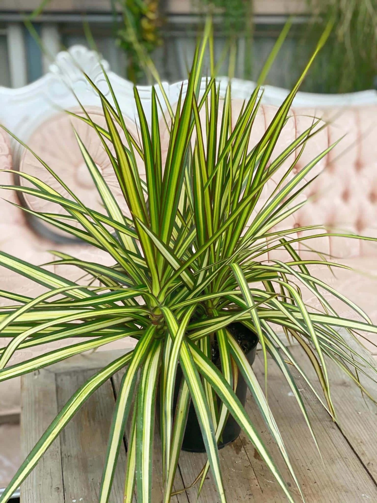 Dracaena Marginata Ray Of Sunshine - View 1 from www redcrocus com