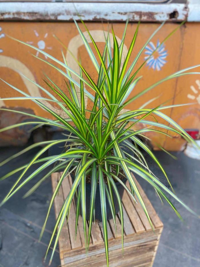 Dracaena Marginata Ray Of Sunshine - View 2 from www redcrocus com