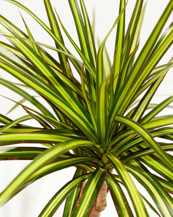Dracaena Marginata Ray Of Sunshine - View 3 from www redcrocus com