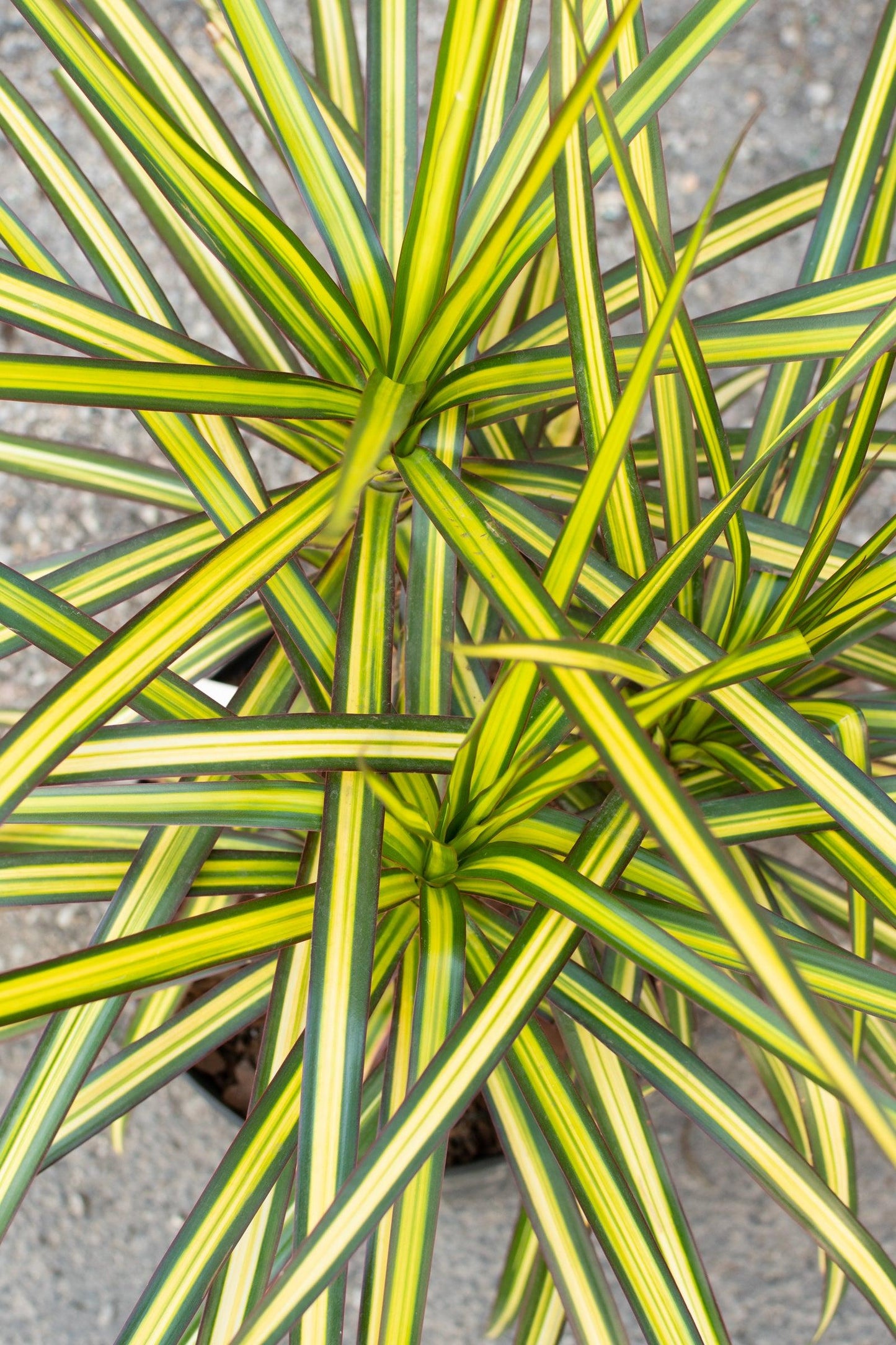 Dracaena Marginata Ray Of Sunshine - View 4 from www redcrocus com