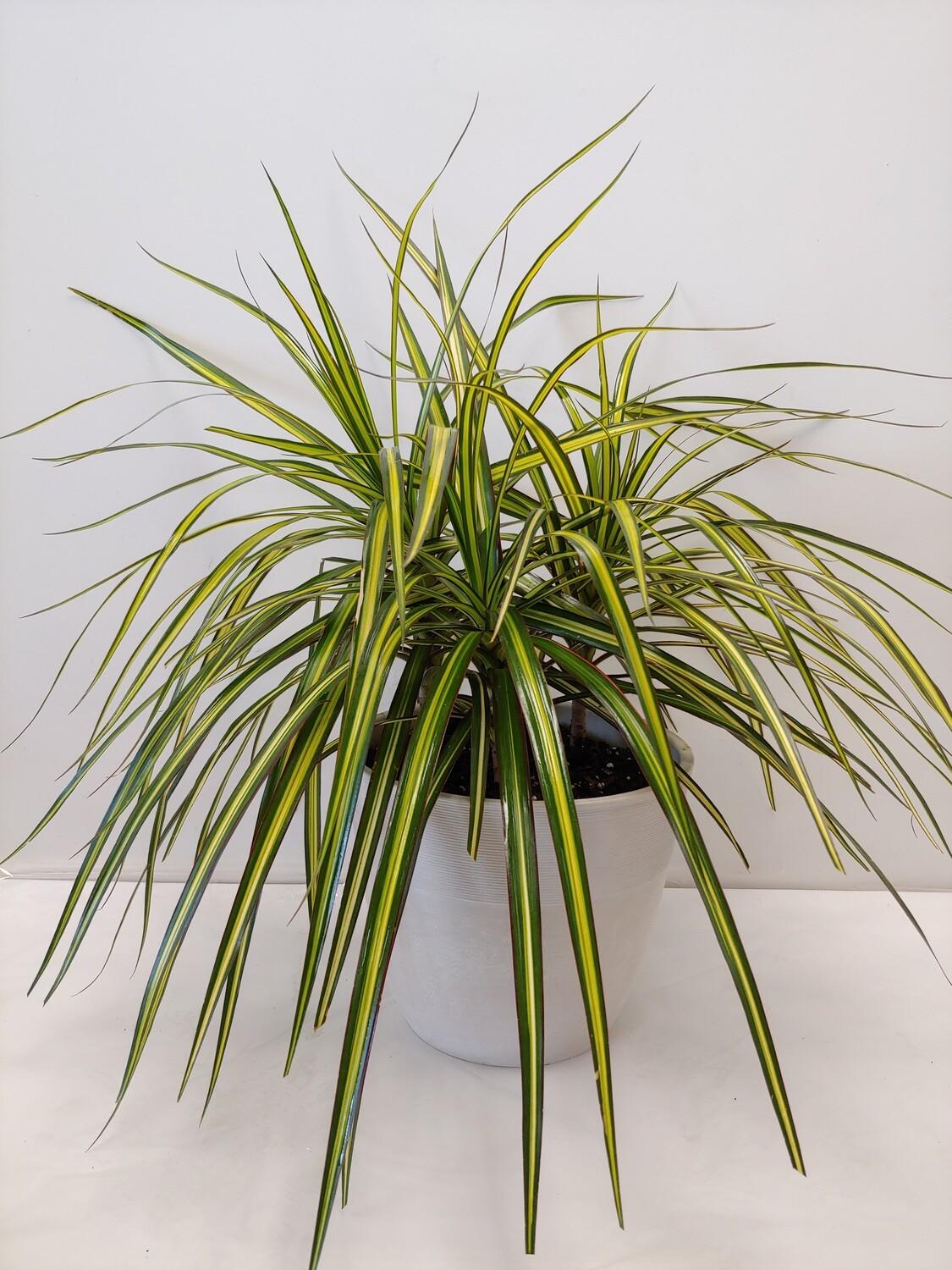 Dracaena Marginata Ray Of Sunshine - View 5 from www redcrocus com