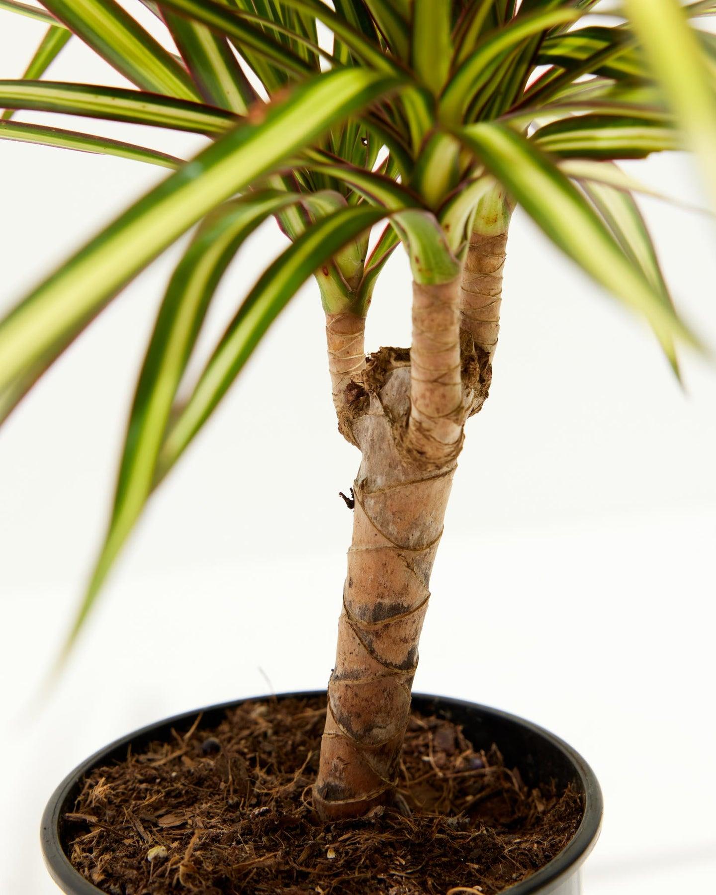 Dracaena Marginata Ray Of Sunshine - View 6 from www redcrocus com