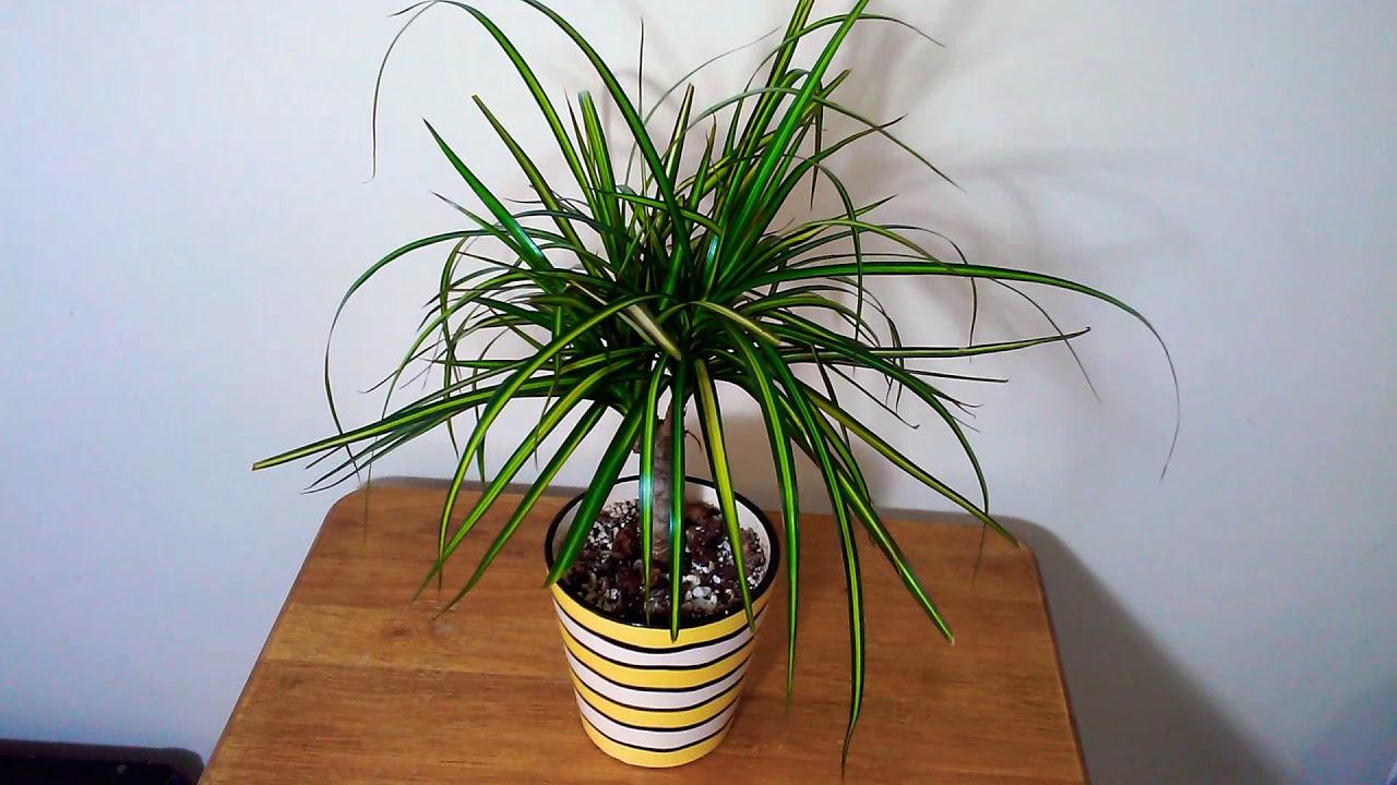 Dracaena Marginata Ray Of Sunshine - View 8 from www redcrocus com