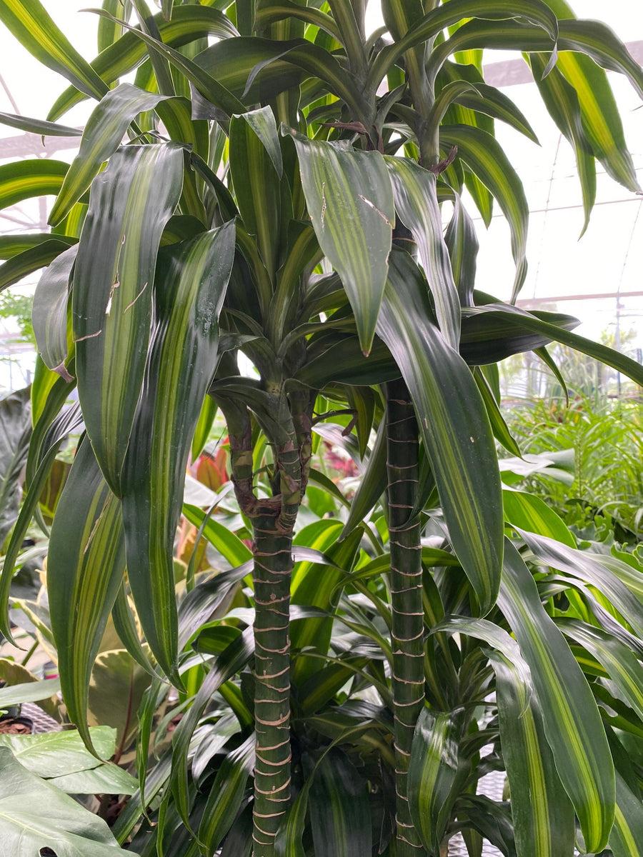 Dracaena Hawaiian Sunshine Bush - View 10 from www redcrocus com