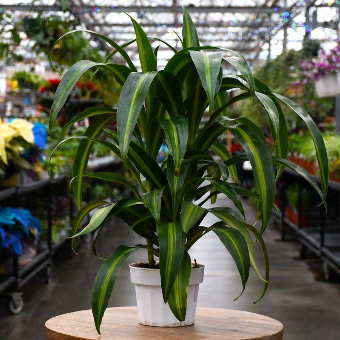 Dracaena Hawaiian Sunshine Bush - View 11 from www redcrocus com