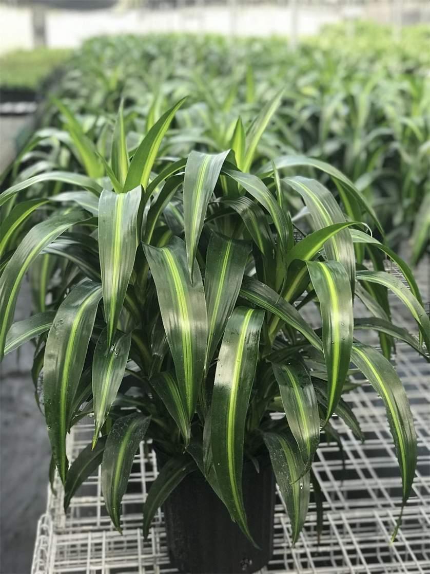 Dracaena Hawaiian Sunshine Bush - View 12 from www redcrocus com