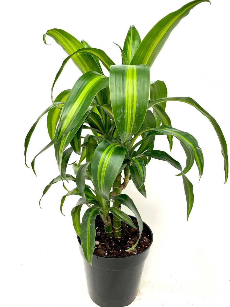 Dracaena Hawaiian Sunshine Bush - View 14 from www redcrocus com
