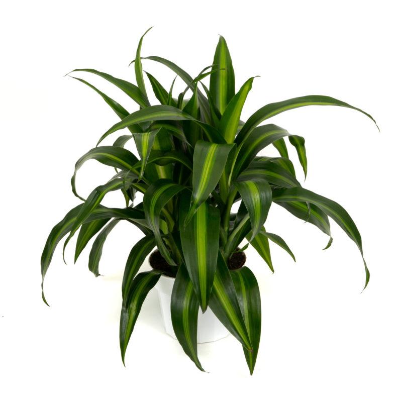 Dracaena Hawaiian Sunshine Bush - View 15 from www redcrocus com