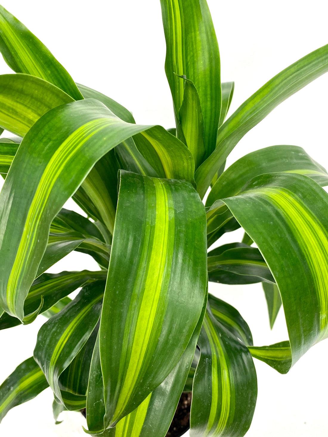 Dracaena Hawaiian Sunshine Bush - View 16 from www redcrocus com