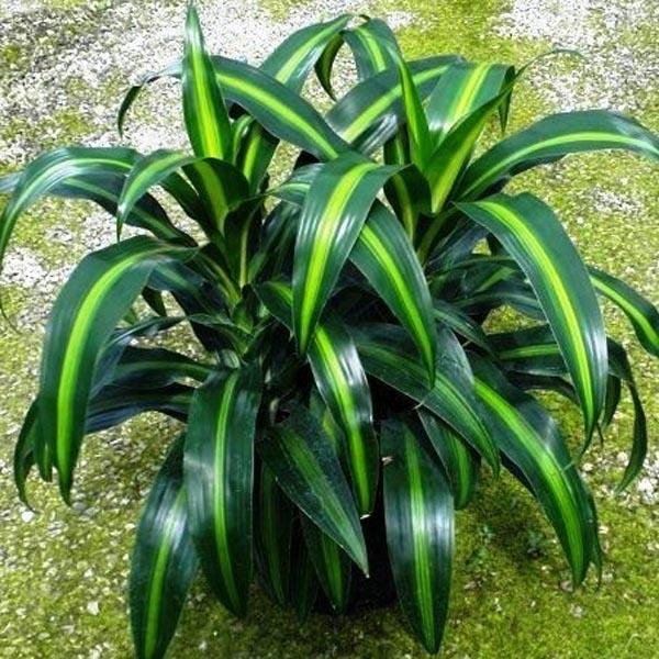 Dracaena Hawaiian Sunshine Bush - View 17 from www redcrocus com