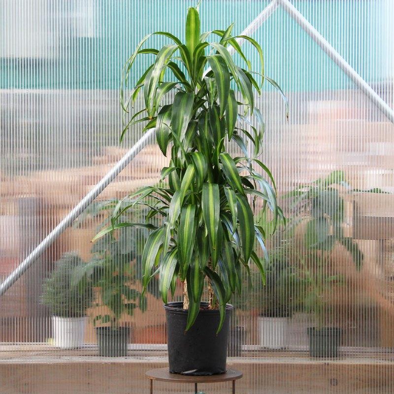 Dracaena Hawaiian Sunshine Bush - View 18 from www redcrocus com