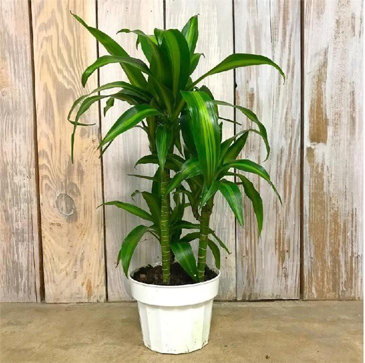 Dracaena Hawaiian Sunshine Bush - View 19 from www redcrocus com