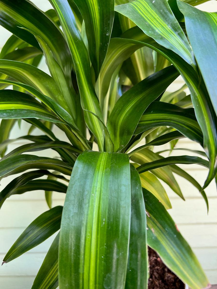 Dracaena Hawaiian Sunshine Bush - View 1 from www redcrocus com