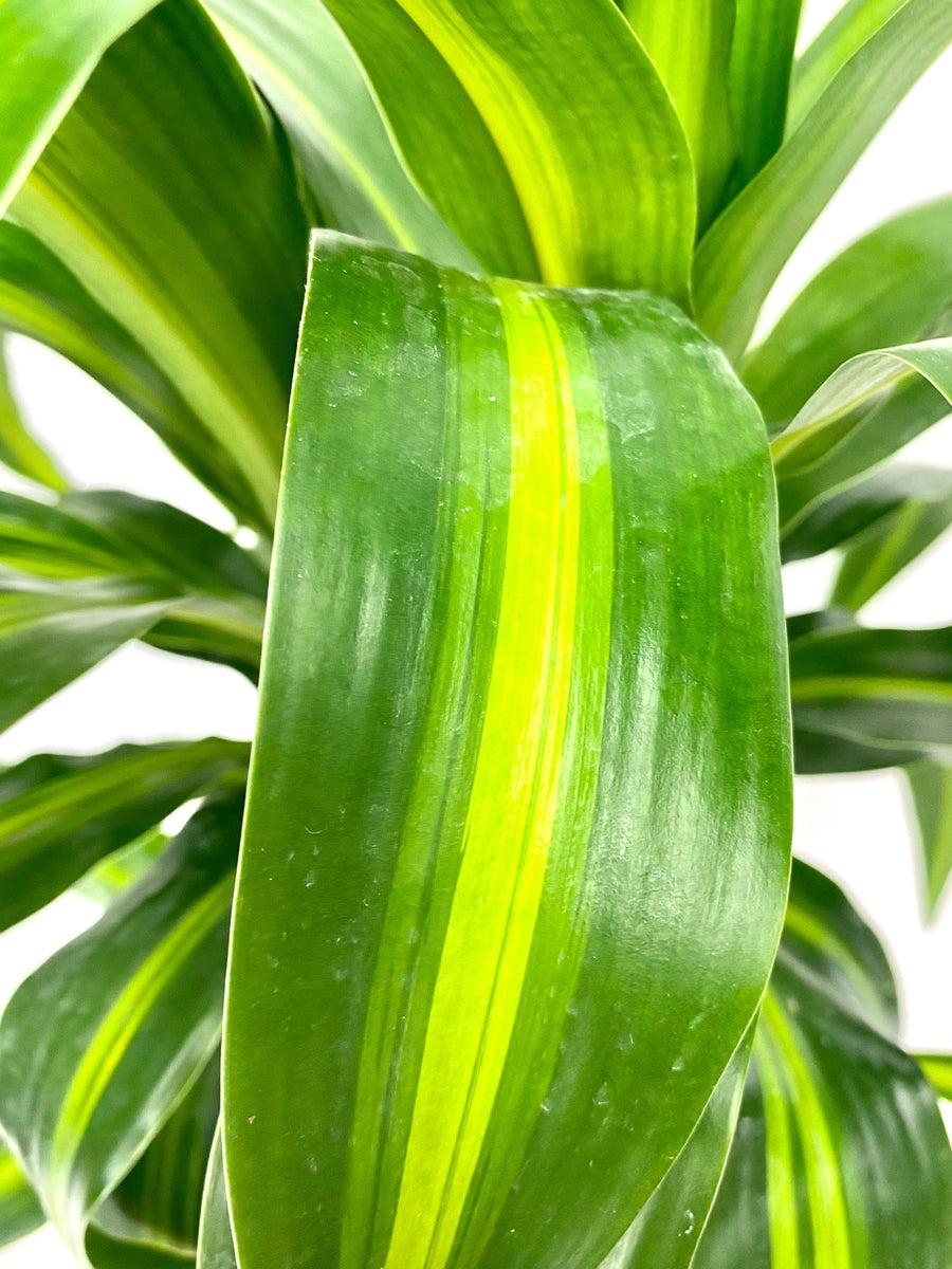 Dracaena Hawaiian Sunshine Bush - View 20 from www redcrocus com
