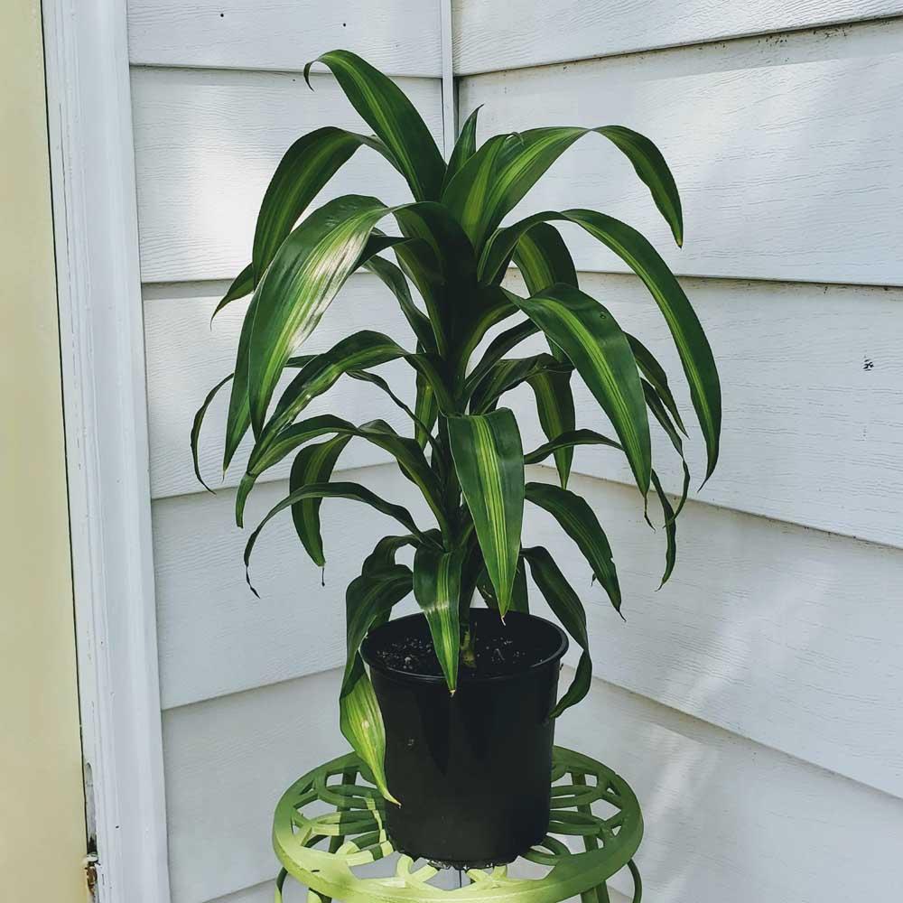 Dracaena Hawaiian Sunshine Bush - View 3 from www redcrocus com