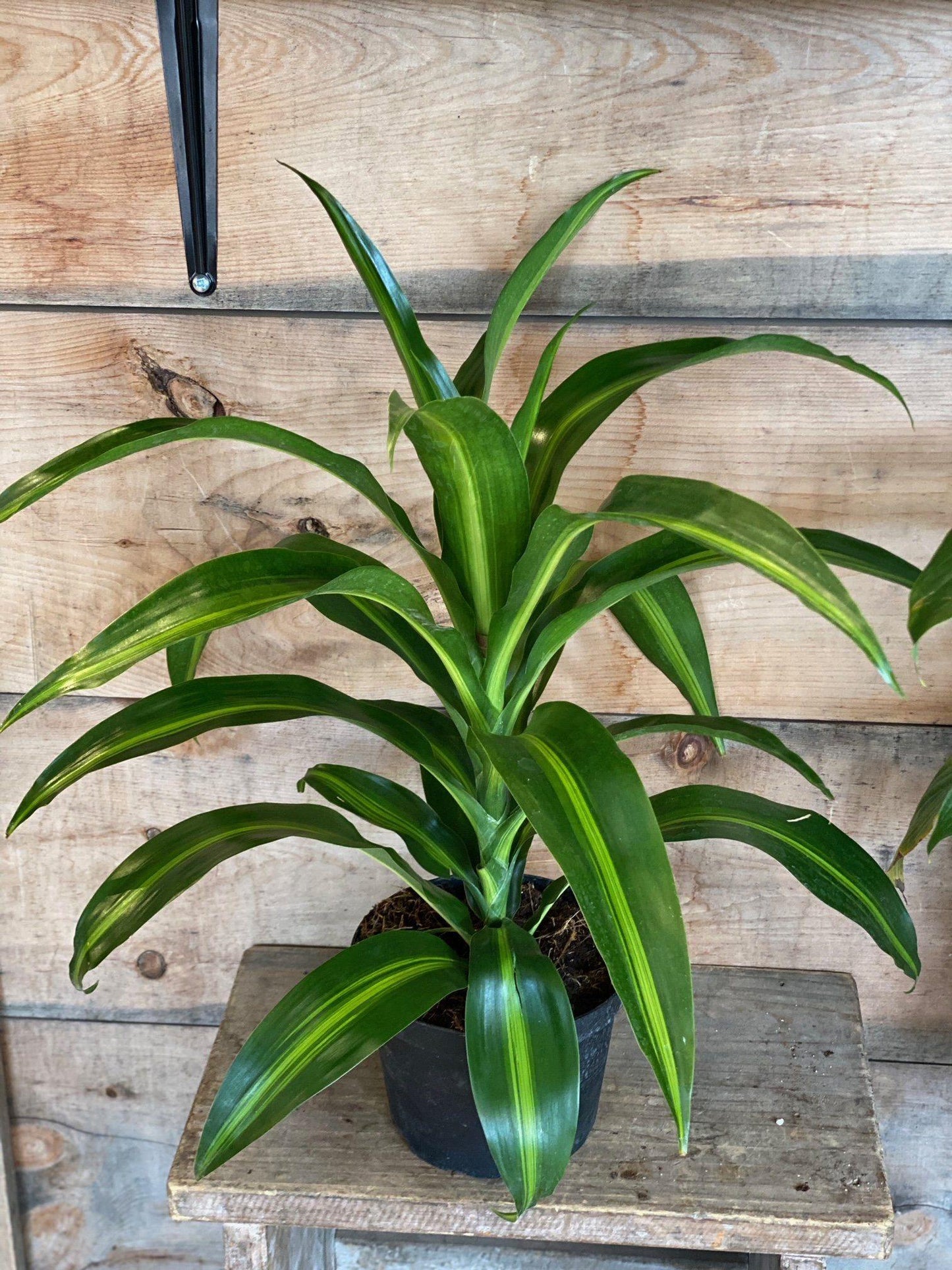 Dracaena Hawaiian Sunshine Bush - View 4 from www redcrocus com