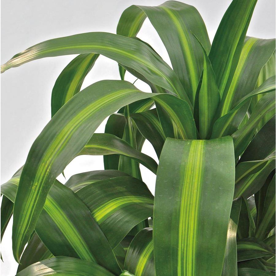 Dracaena Hawaiian Sunshine Bush - View 5 from www redcrocus com