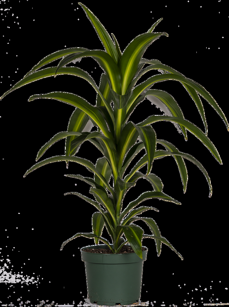 Dracaena Hawaiian Sunshine Bush - View 5 from www redcrocus com