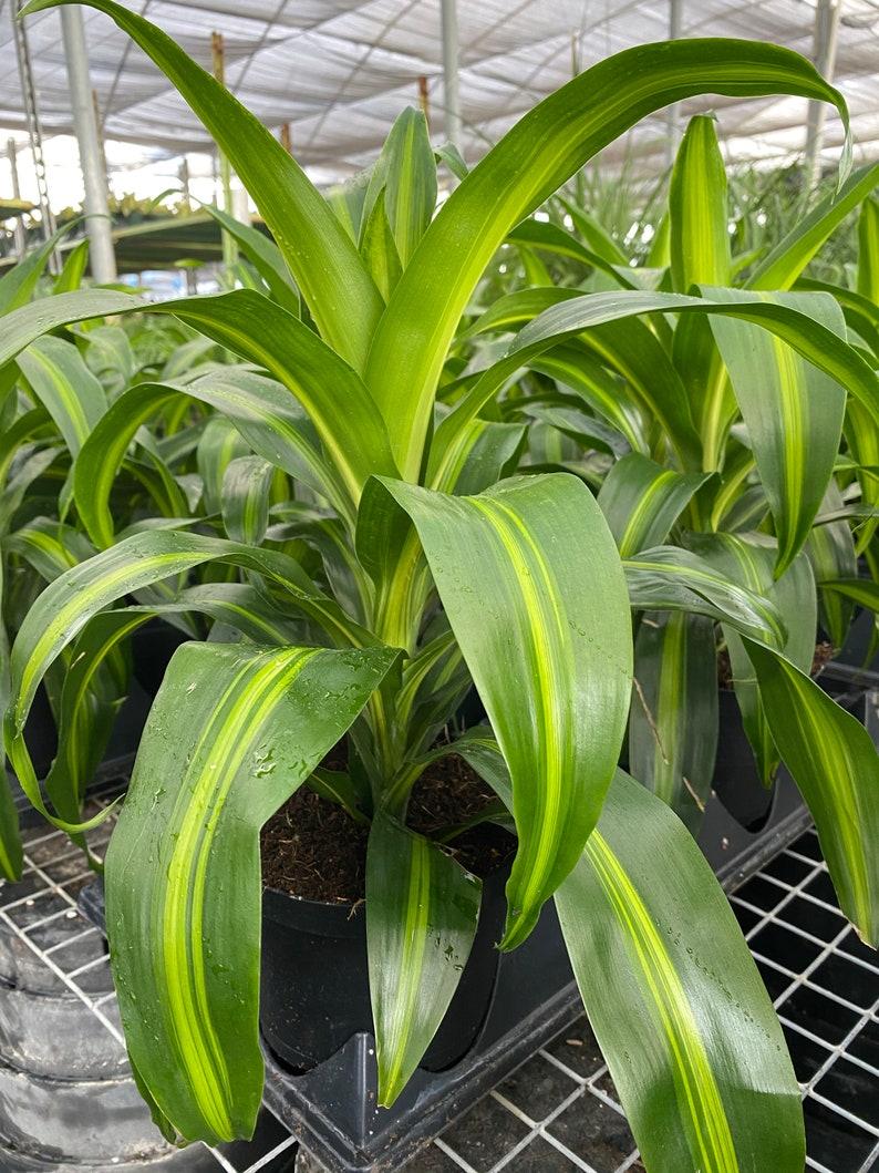 Dracaena Hawaiian Sunshine Bush - View 6 from www redcrocus com