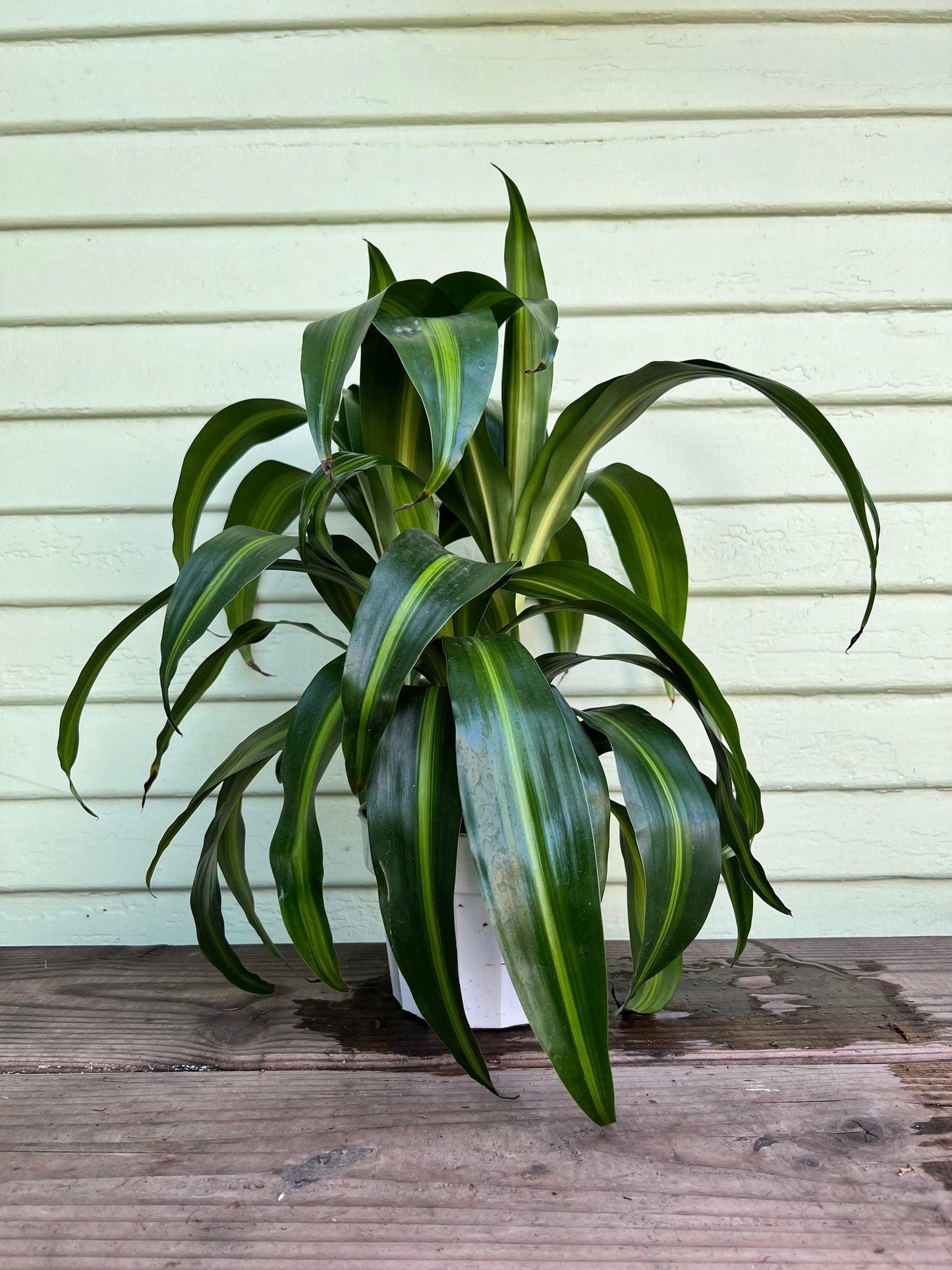 Dracaena Hawaiian Sunshine Bush - View 7 from www redcrocus com