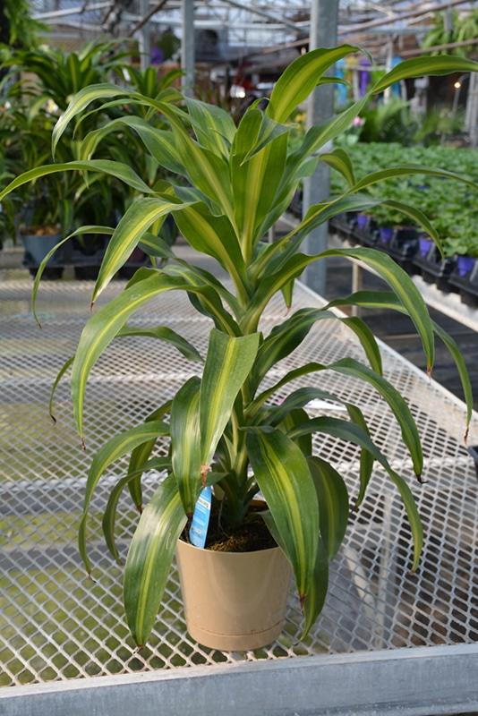 Dracaena Hawaiian Sunshine Bush - View 8 from www redcrocus com