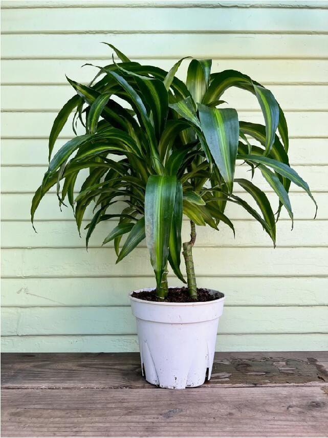 Dracaena Hawaiian Sunshine Bush - View 9 from www redcrocus com