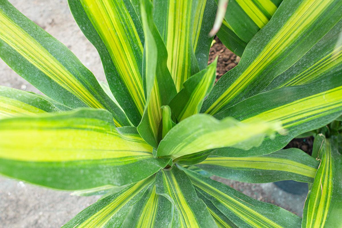 Dracaena Golden Heart - View 10 from www redcrocus com