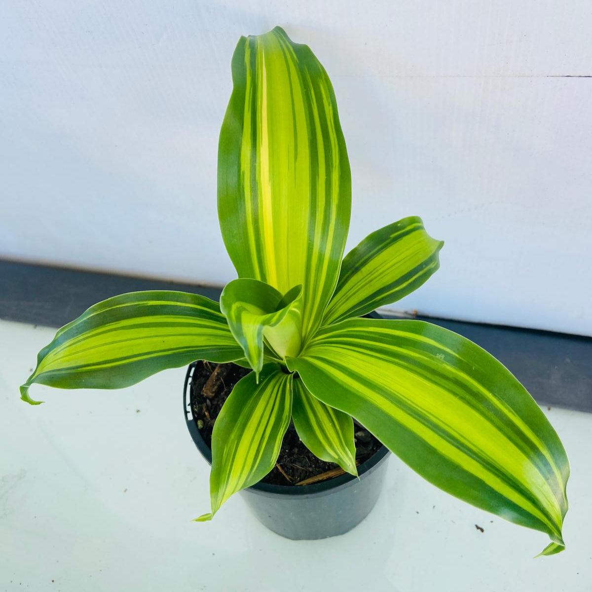 Dracaena Golden Heart - View 13 from www redcrocus com