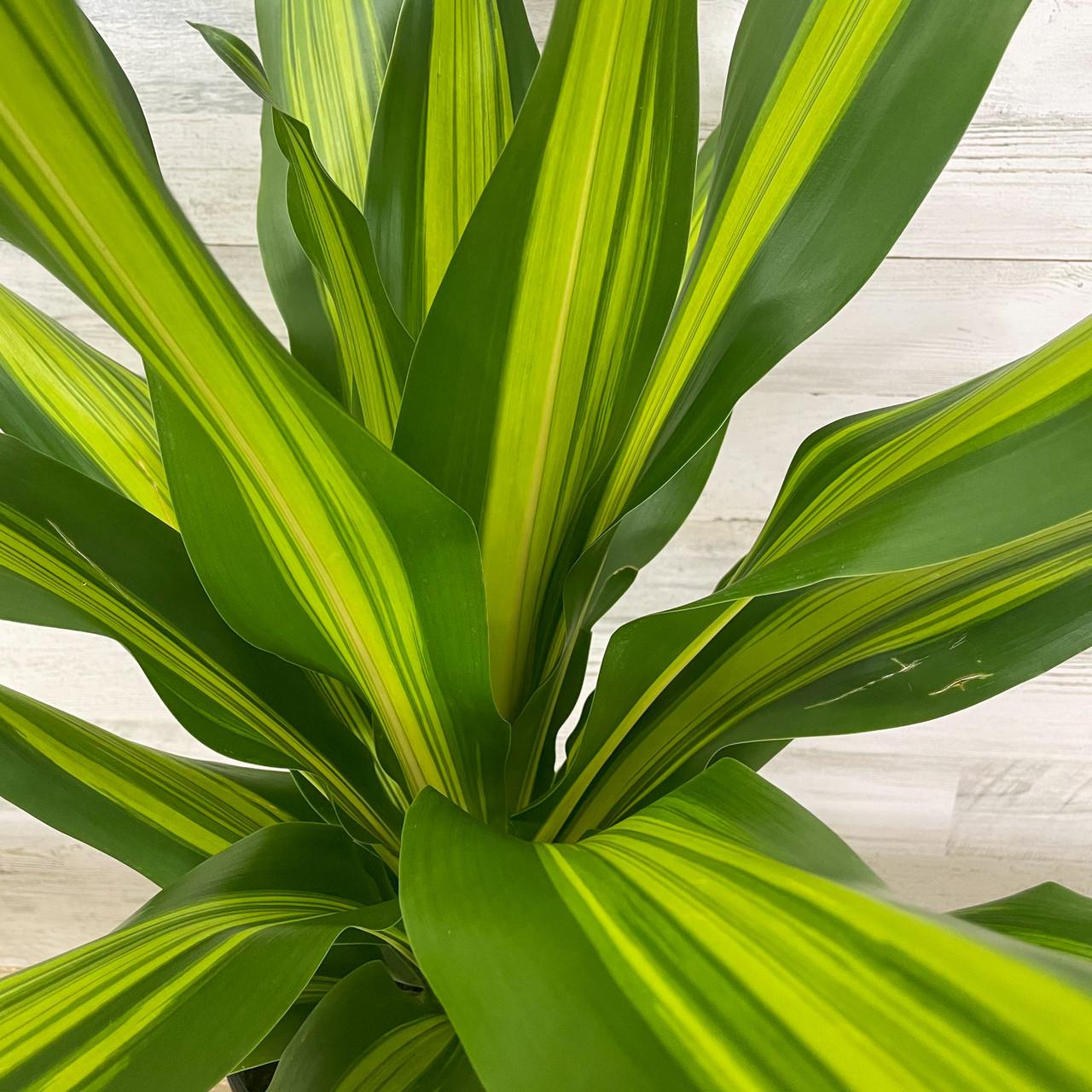 Dracaena Golden Heart - View 14 from www redcrocus com