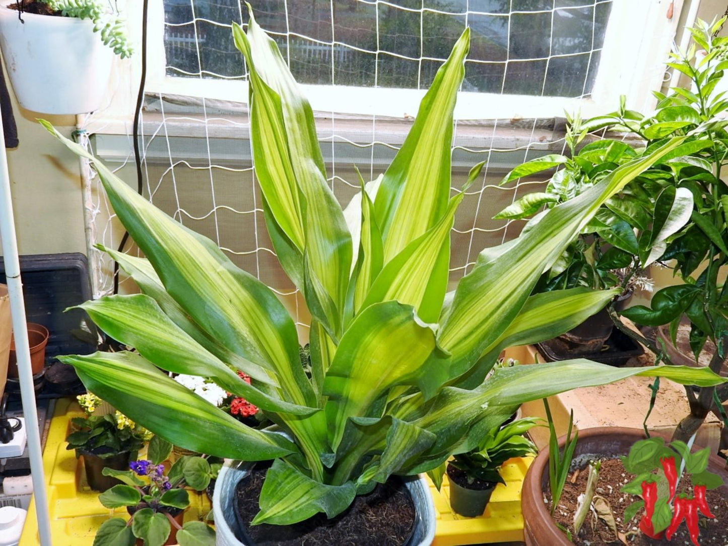 Dracaena Golden Heart - View 16 from www redcrocus com