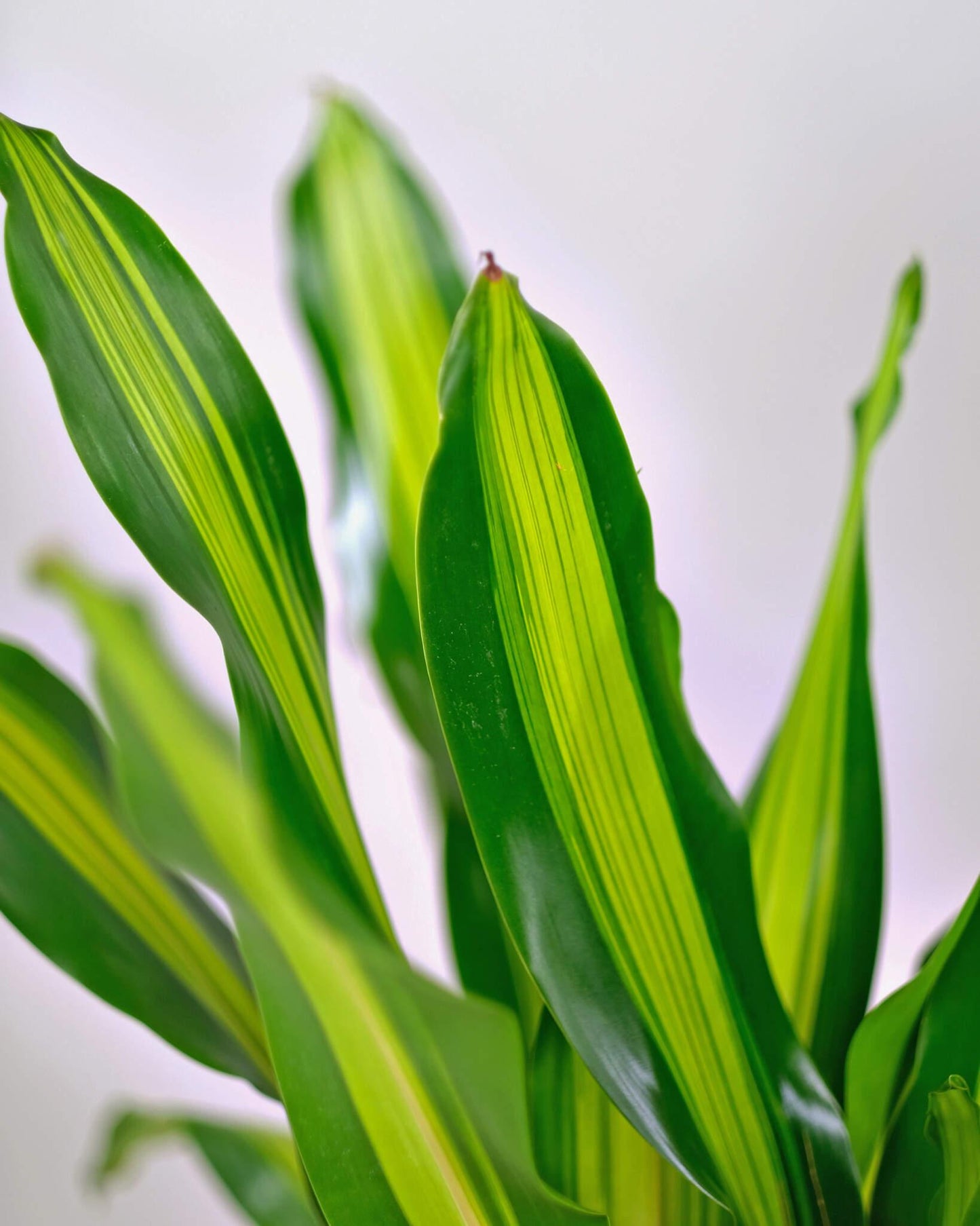 Dracaena Golden Heart - View 17 from www redcrocus com
