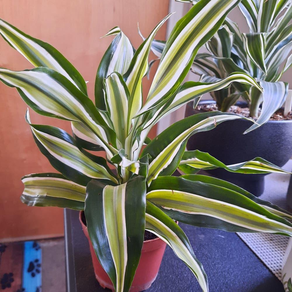 Dracaena Golden Heart - View 18 from www redcrocus com