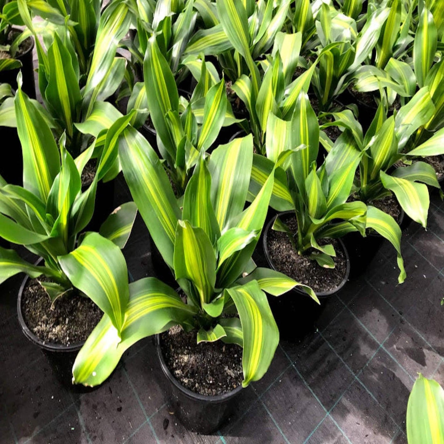 Dracaena Golden Heart - View 19 from www redcrocus com