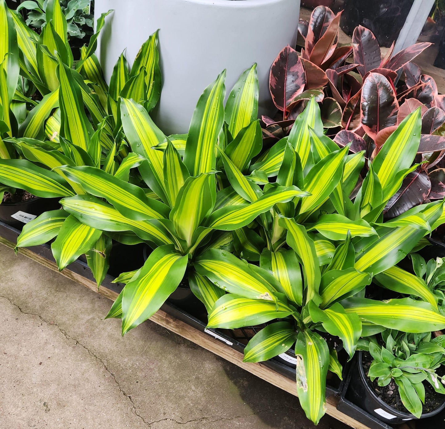 Dracaena Golden Heart - View 2 from www redcrocus com