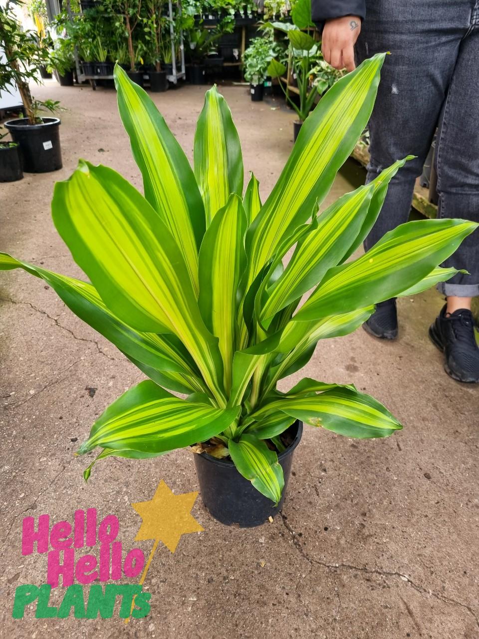 Dracaena Golden Heart - View 3 from www redcrocus com