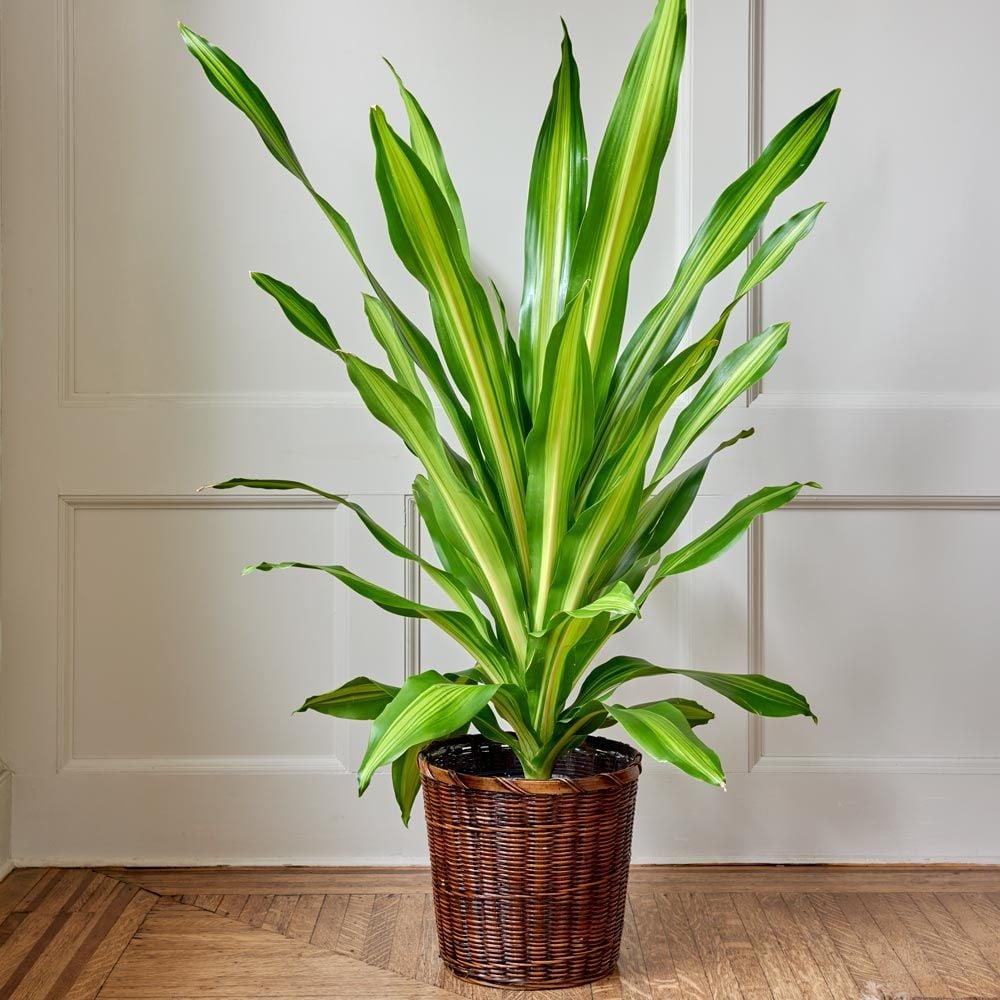 Dracaena Golden Heart - View 4 from www redcrocus com
