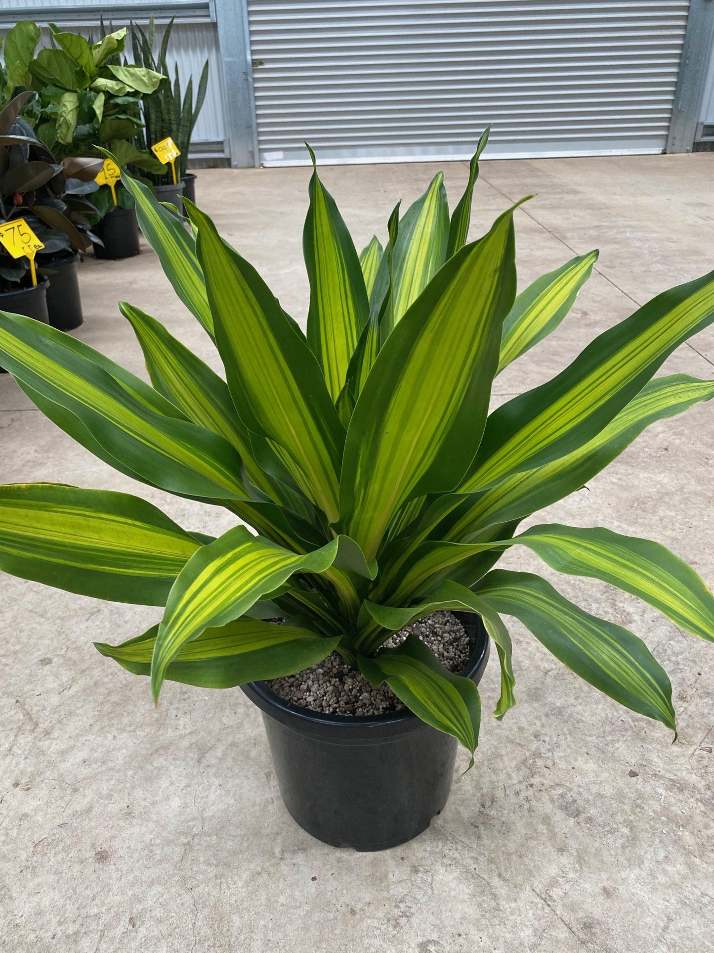 Dracaena Golden Heart - View 5 from www redcrocus com