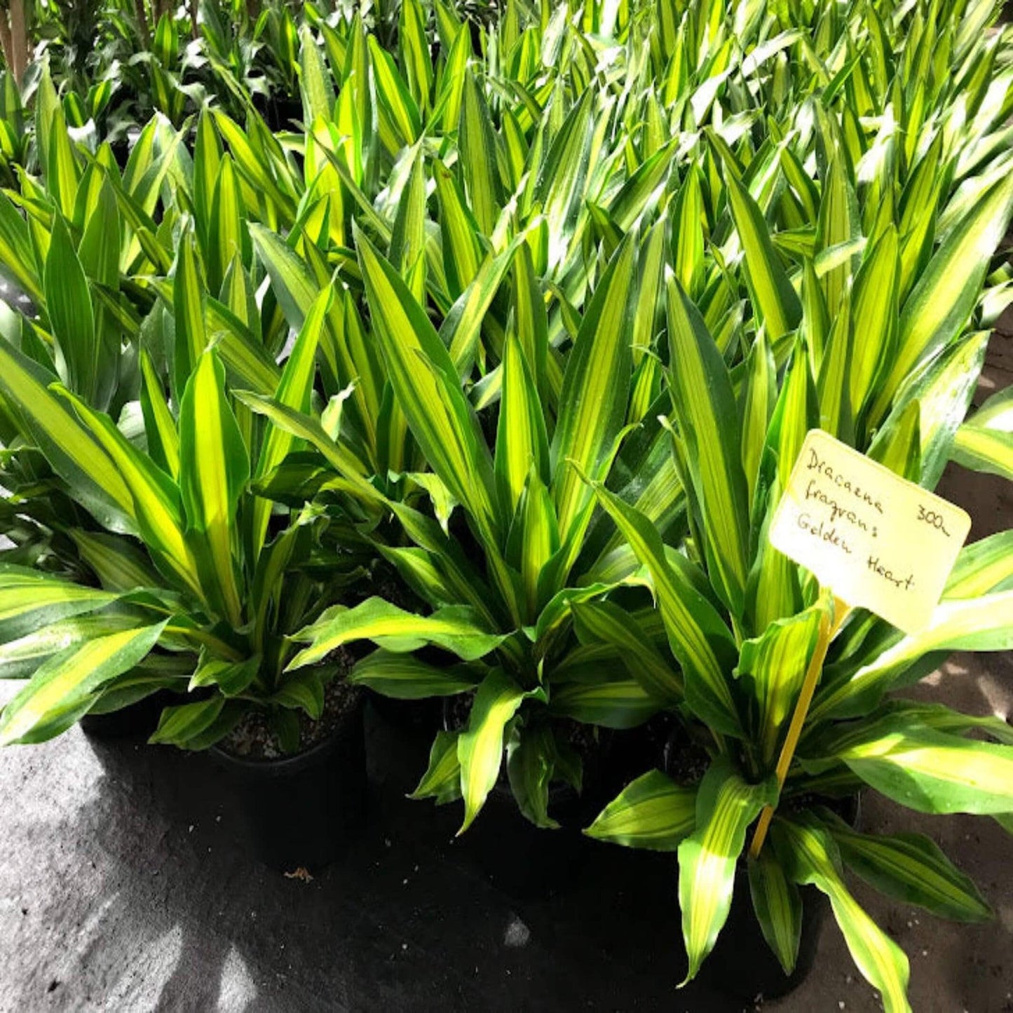 Dracaena Golden Heart - View 6 from www redcrocus com