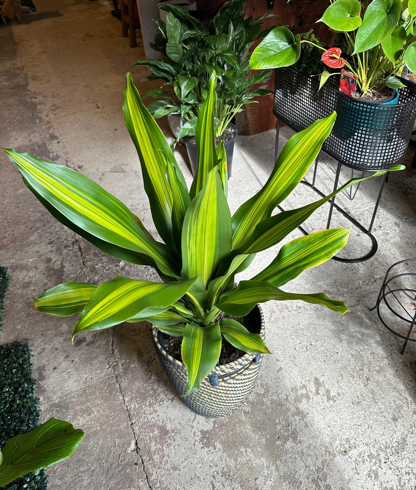 Dracaena Golden Heart - View 7 from www redcrocus com