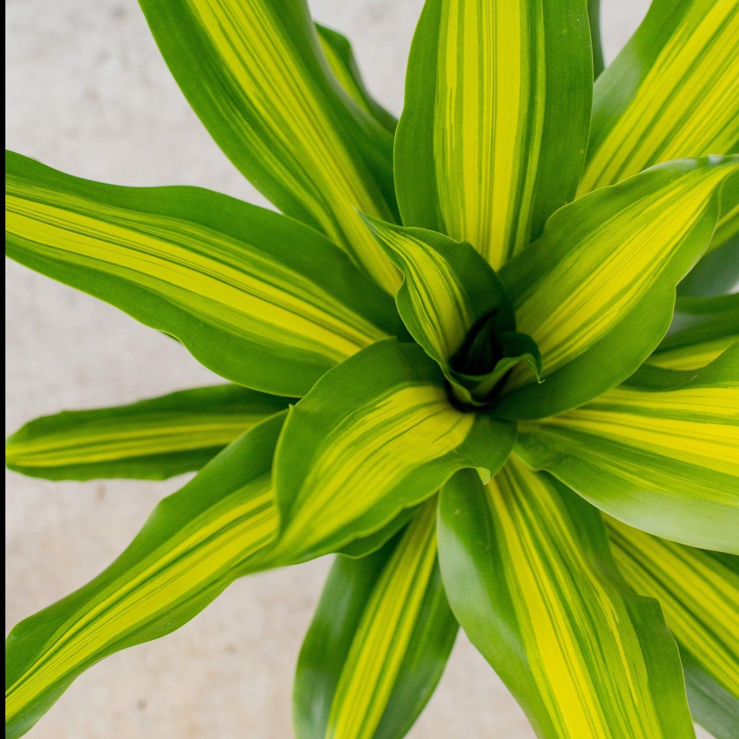 Dracaena Golden Heart - View 8 from www redcrocus com