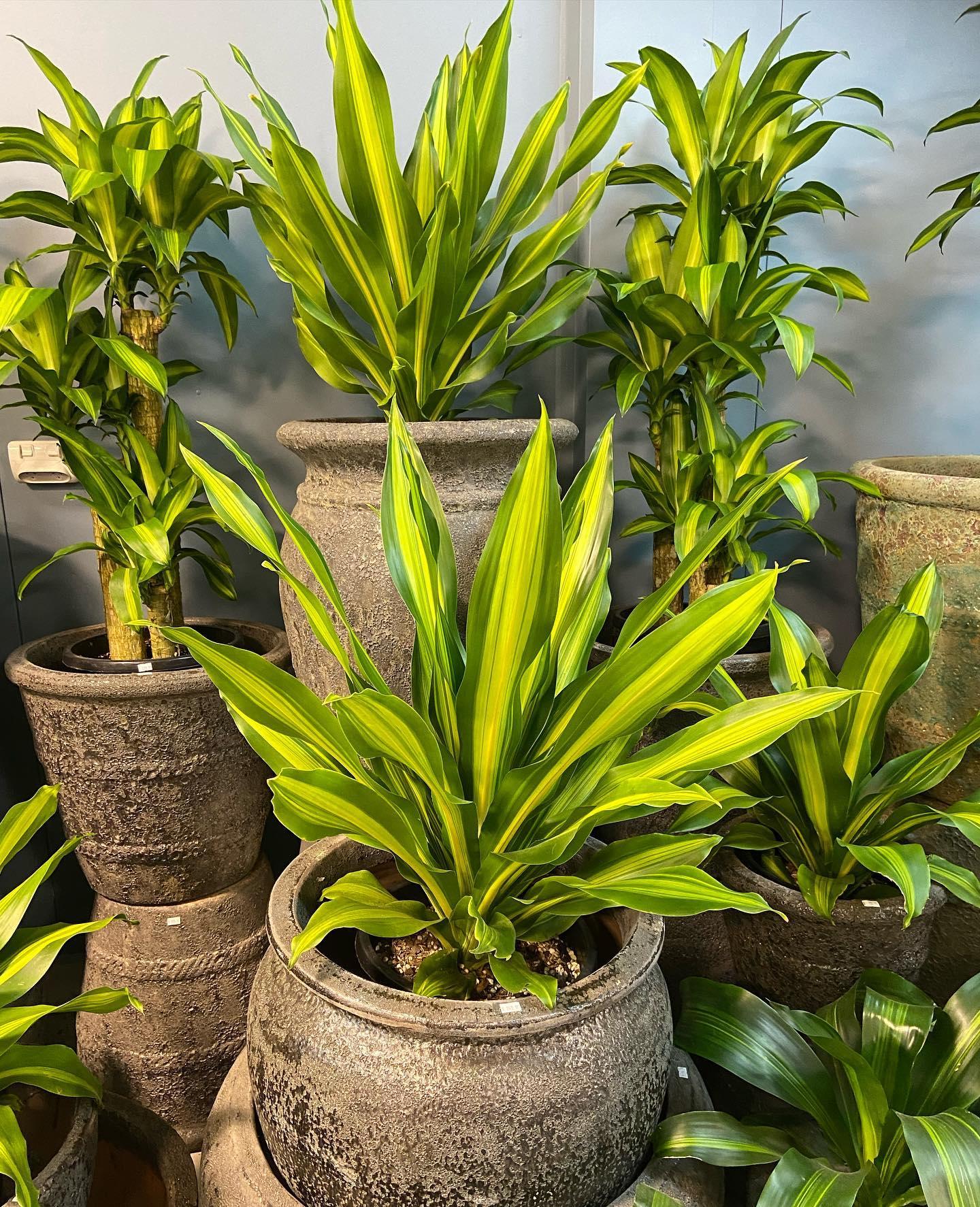 Dracaena Golden Heart - View 9 from www redcrocus com