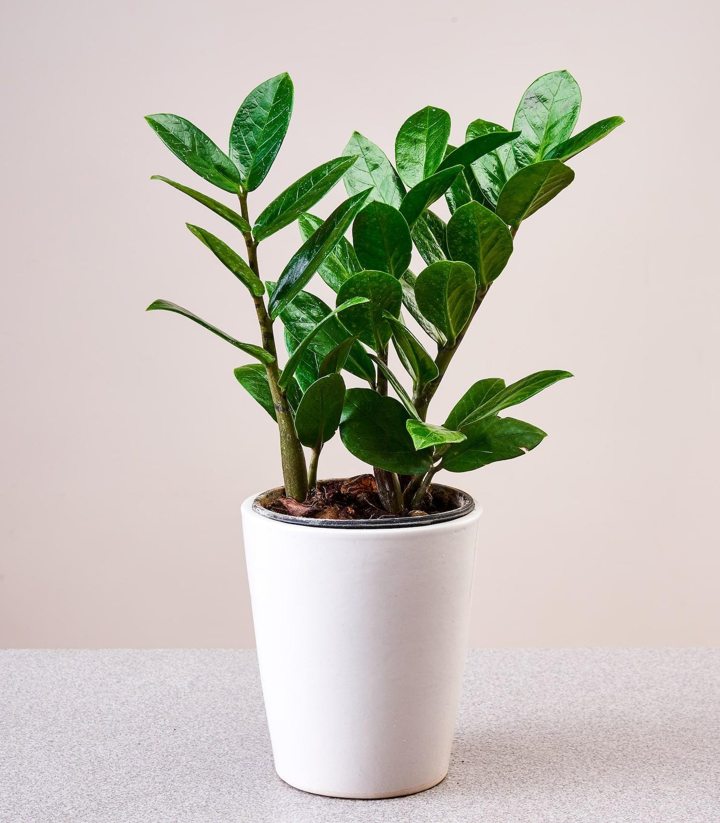 Zamioculcas Zamiifolia - View 12 from www redcrocus com